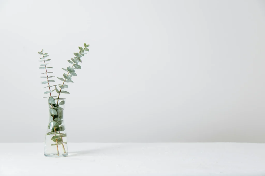 Eucalyptus